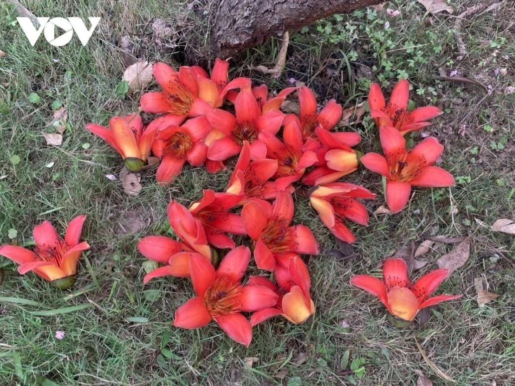 March is the prime time when Hoa Gao can be seen in full bloom. As all of the old leaves fall down, the tree is left with only flowers. The trees now appear like a burning torch with hundreds of red fires.