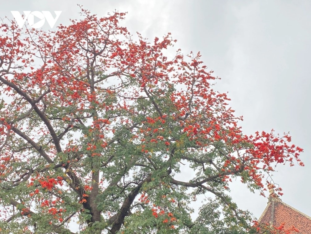 Some recommended places to admire Hoa Gao in Hanoi are Trang Tien, Tran Khanh Du, and Bac Son streets.