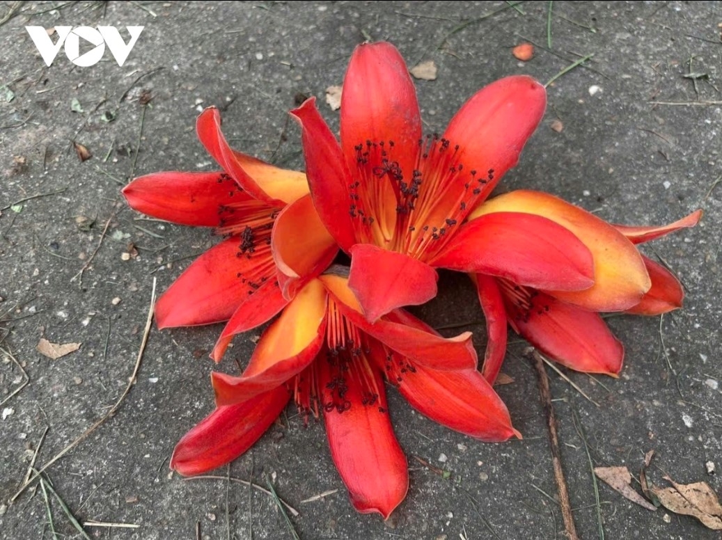 The blossoms have five big petals and bloom in March and April when it gets warmer with drizzly conditions.