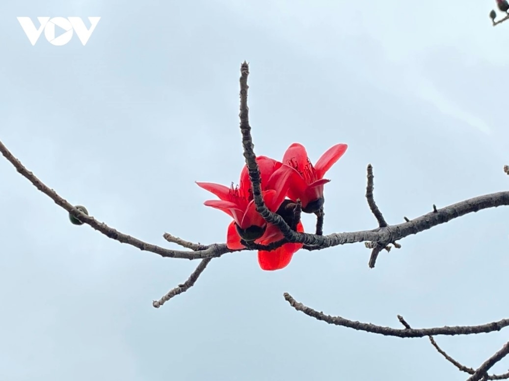 The flowers stay beautiful for a few weeks before falling when summer finally comes. Then the young buds of leaves appear on bare branches.