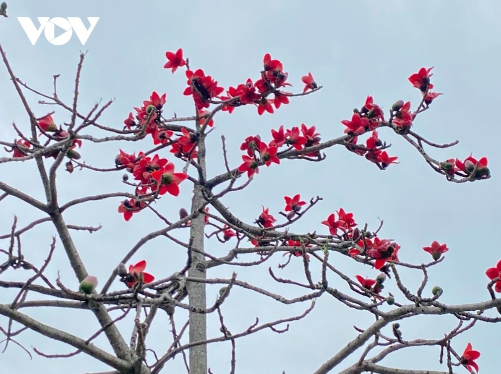 They feature five big petals in a bright red colour that appears like a small fame.