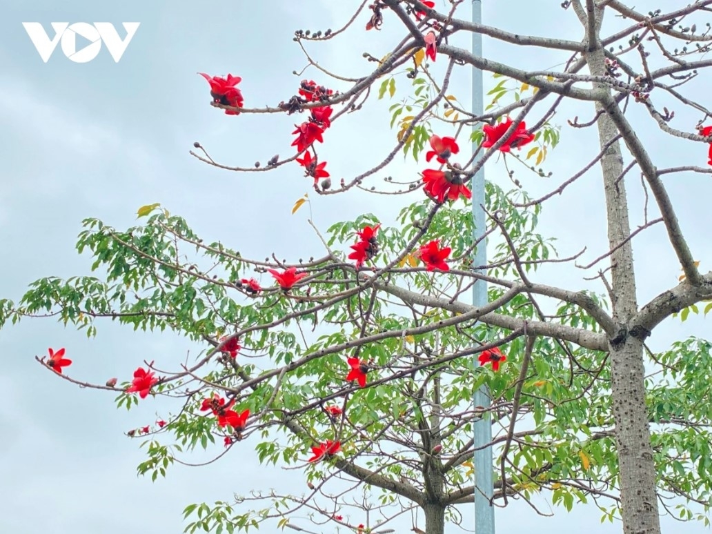 The trees are planted around the Park City urban area in Ha Dong district of Hanoi.
