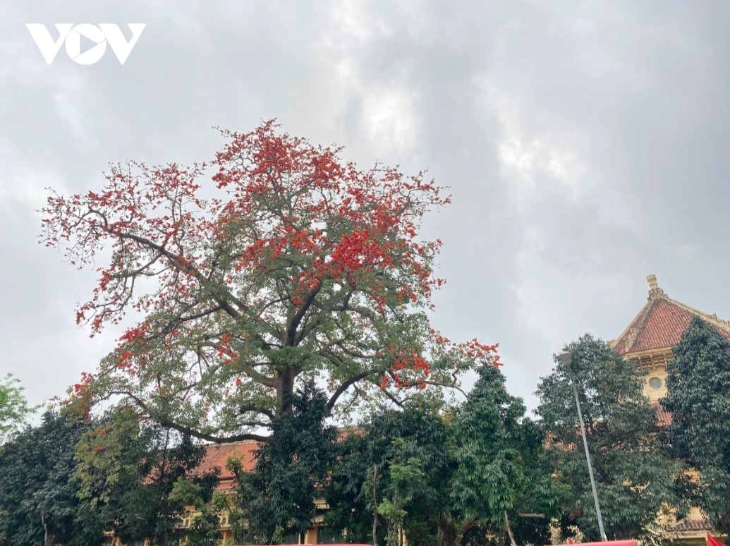 The old tree inside the National Museum of History is thought to be around 100 years old and is considered to be the largest of its kind in the capital city.