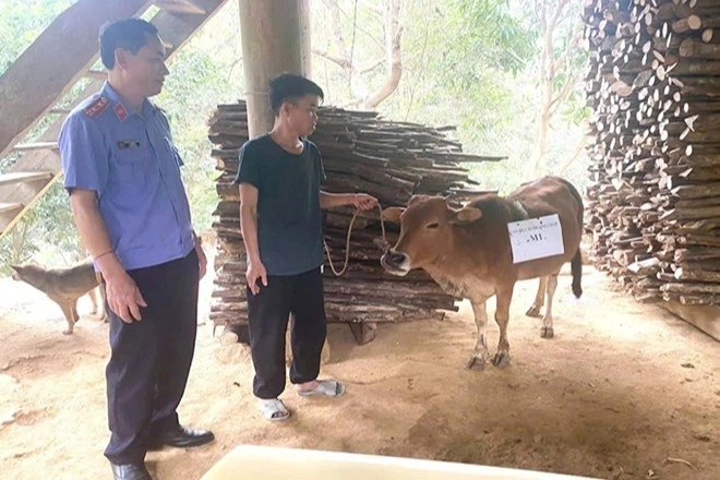 Cơ quan chức năng lấy mẫu giám định ADN con bò 2 hộ dân đang tranh chấp. (Ảnh: Bé Nguyễn)