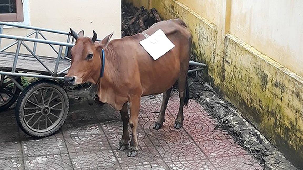 Một con bò tại huyện Tương Dương do có tranh chấp, cơ quan chức năng phải lấy mẫu mô trưng cầu giám định ADN để xác định huyết thống. (Ảnh: Ngô Toàn)