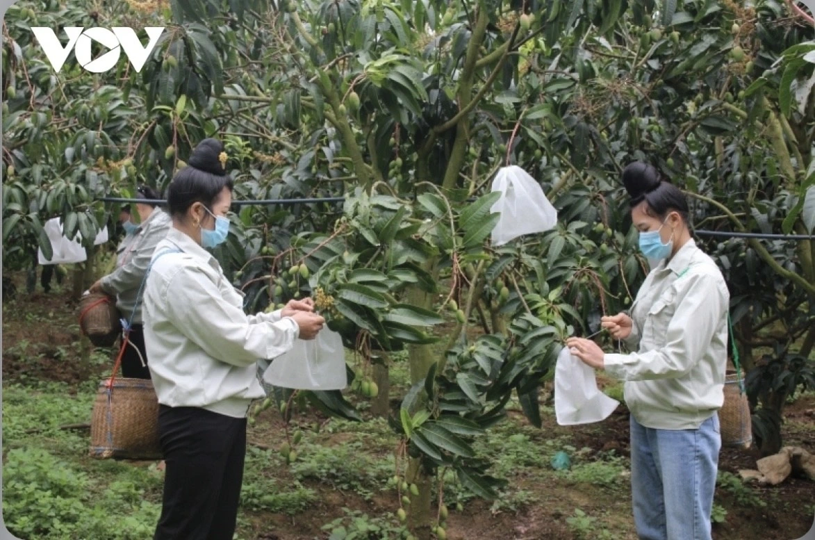 Bao trái cho xoài để có sản phẩm quả chất lượng, đẹp mắt