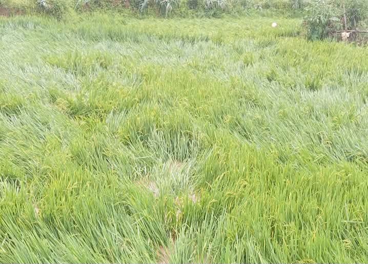 Nhiều diện tích lúa bị ngã rạp