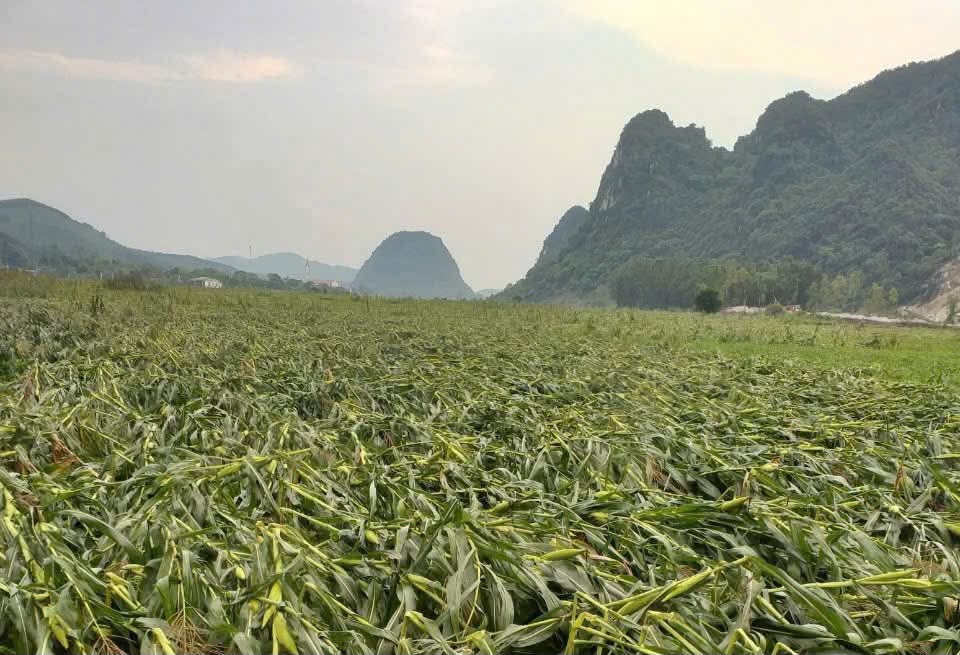 Nhiều diện tích ngô bị gãy đổ do lốc xoáy