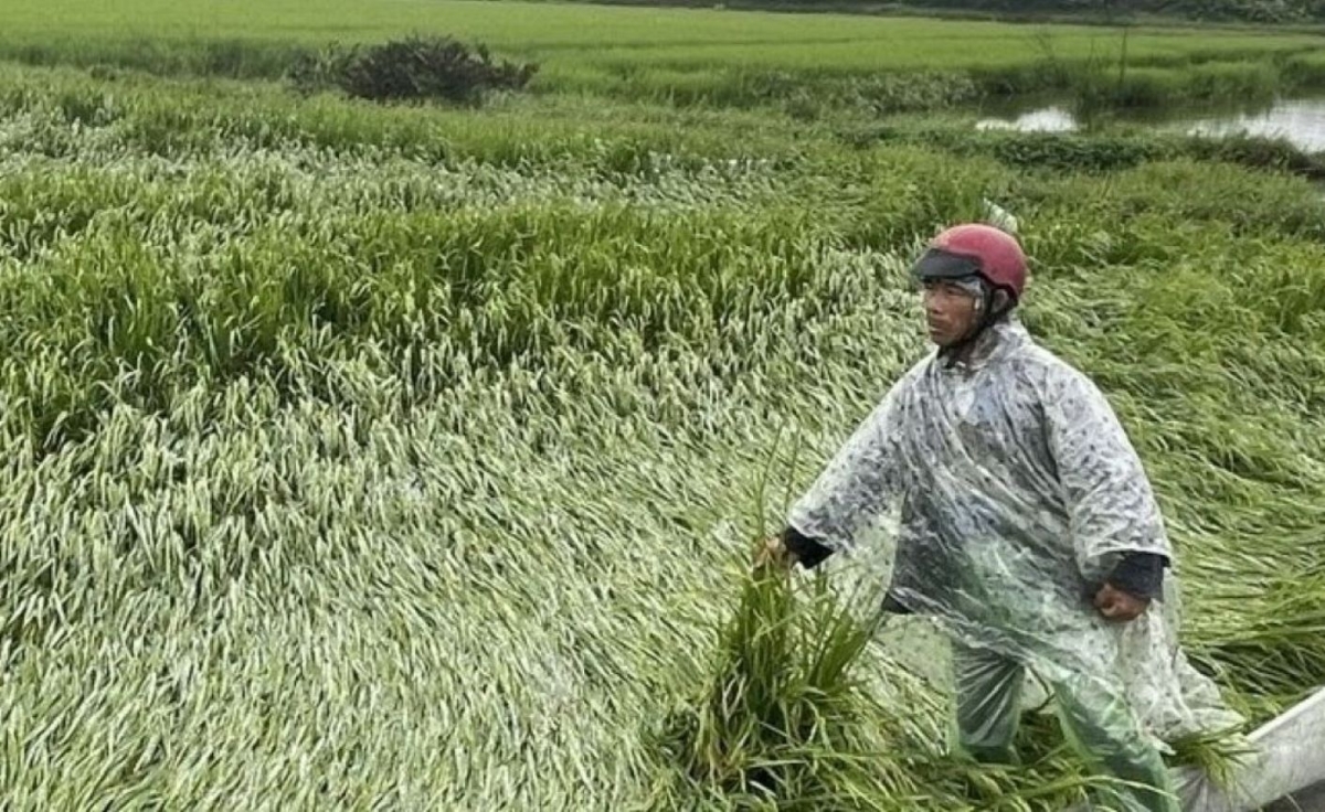 Nông dân ra đồng sau đợt mưa lớn