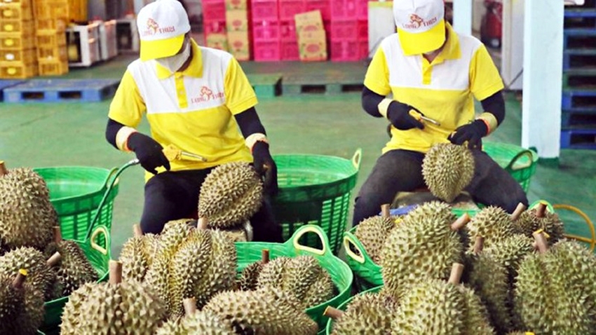 Giá sầu riêng liên tục giảm sâu, mục tiêu xuất khẩu khó đạt kỳ vọng