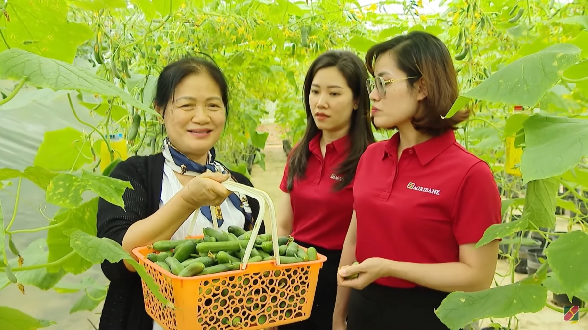 Bà Nguyễn Thị Tâm đang đưa cán bộ Agribank thu hoạch vườn cà chua trong nhà màng