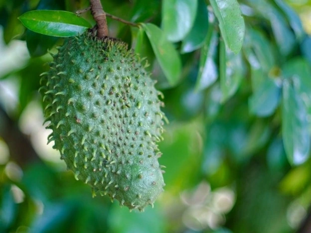 Mãng cầu xiêm siêu giàu dinh dưỡng không phải ai cũng biết. Ảnh: Getty Images