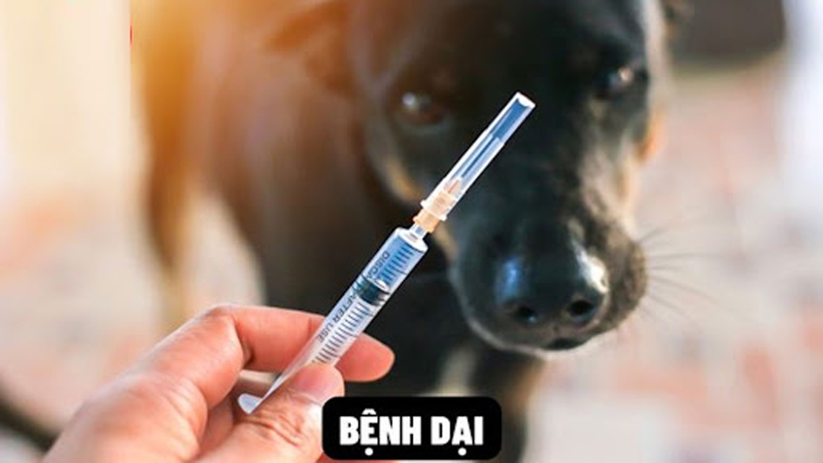 Việc tiêm vaccine phòng dại đã được chứng minh là hiệu quả, tiết kiệm hơn rất nhiều so với điều trị sau phơi nhiễm để ngăn ngừa tử vong bệnh dại ở người.