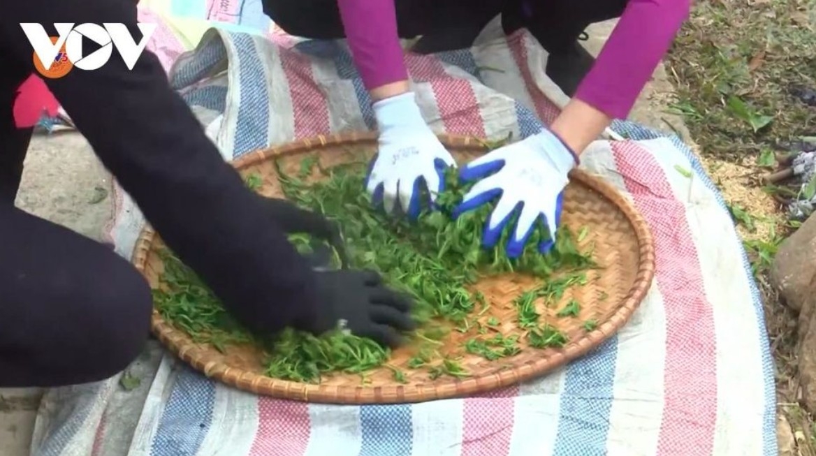 With the skillful hands of the local people, the tea products will offer visitors hot cups of tea with a light bitterness and a characteristic sweet aftertaste.