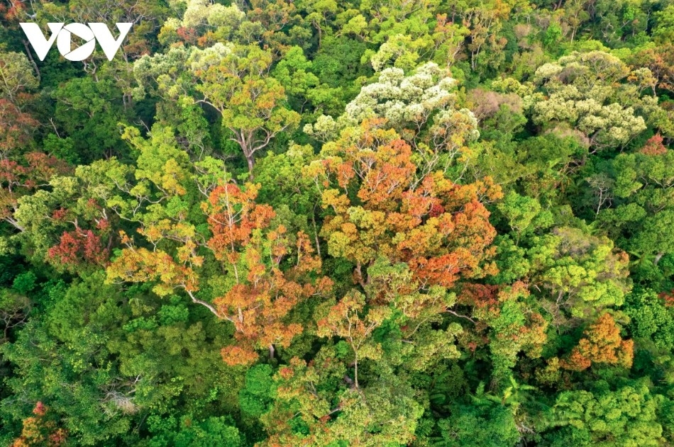 From above, Son Tra Peninsula resembles a romantic canvas of vibrant colors