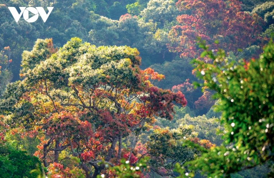     The natural beauty of Son Tra in leaf-changing season