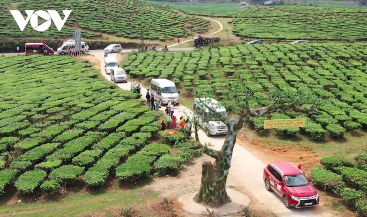 From the Tan Uyen tea hill, visitors can easily extend their trip to other attractions along the Tan Uyen – Tam Duong – Than Uyen route, which features cultural villages and stunning terraced rice fields, especially during the rice ripening season.