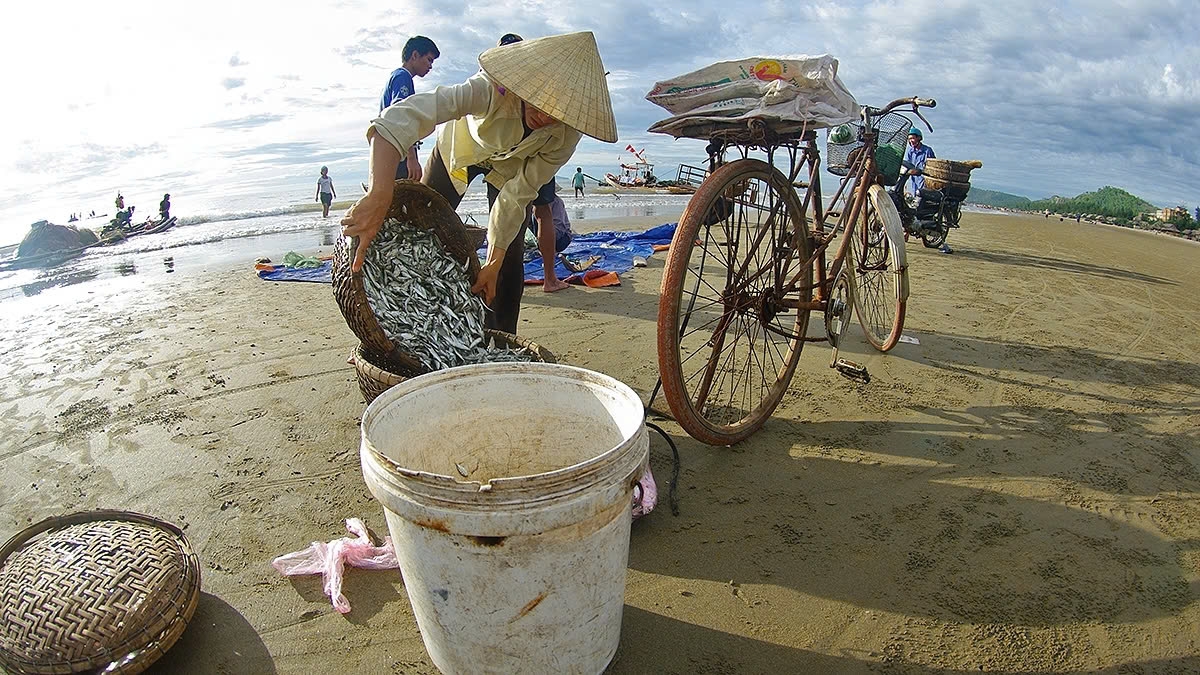 The fish are classified before being sent to the market to be sold. 