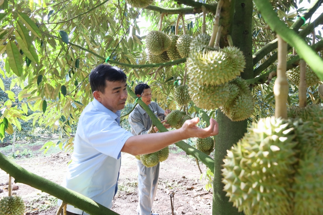 Nguồn gốc gây dư lượng Cadimi và chất vàng O trong sầu riêng chưa được xác định rõ ràng khiến nhiều nông dân lo lắng.