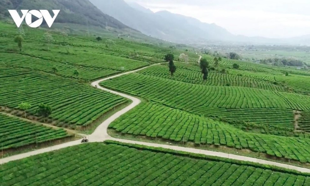 Tan Uyen tea hill spans an area of nearly 2,000 hectares, where endless rows of lush green tea create a breathtaking natural landscape.