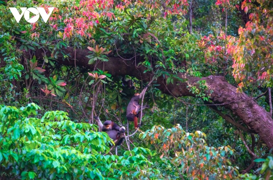 During this season, the chò (Parashorea stellata) forest on Son Tra Peninsula is blanketed in brilliant red young leaves and golden blossoms
