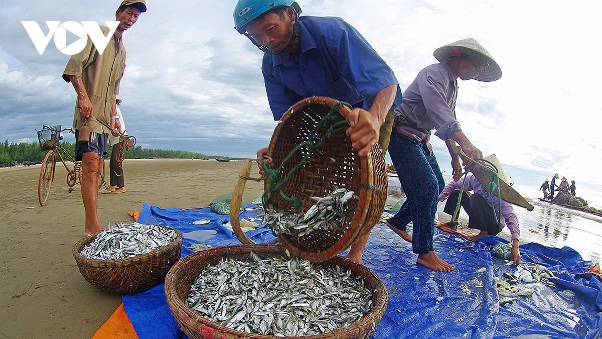 Once the net is pulled to the shore, some fishermen sort the catch out, while the others prepare the net for the next catch.