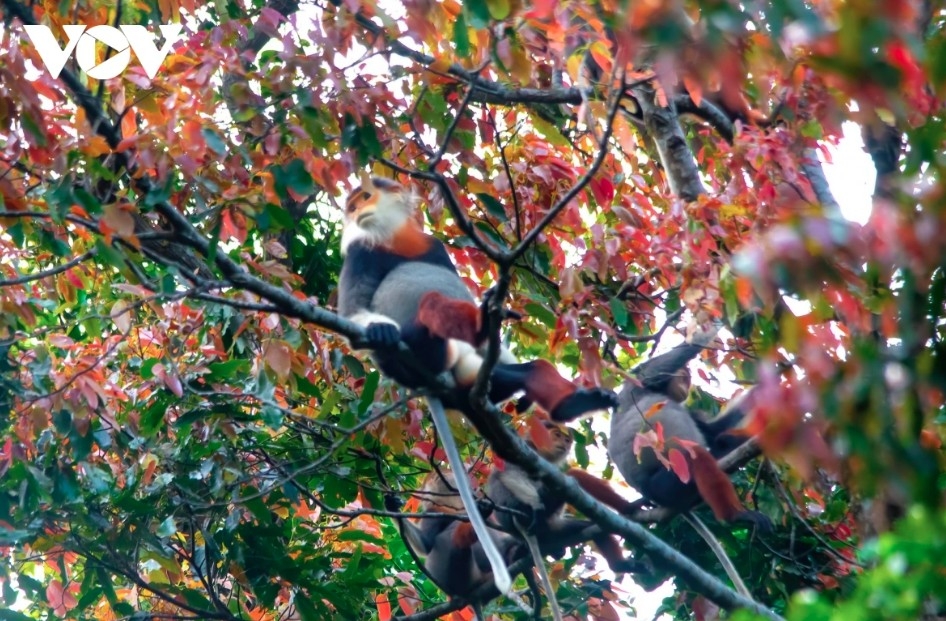 Red-shanked douc langurs roam freely in the forests of Son Tra Peninsula