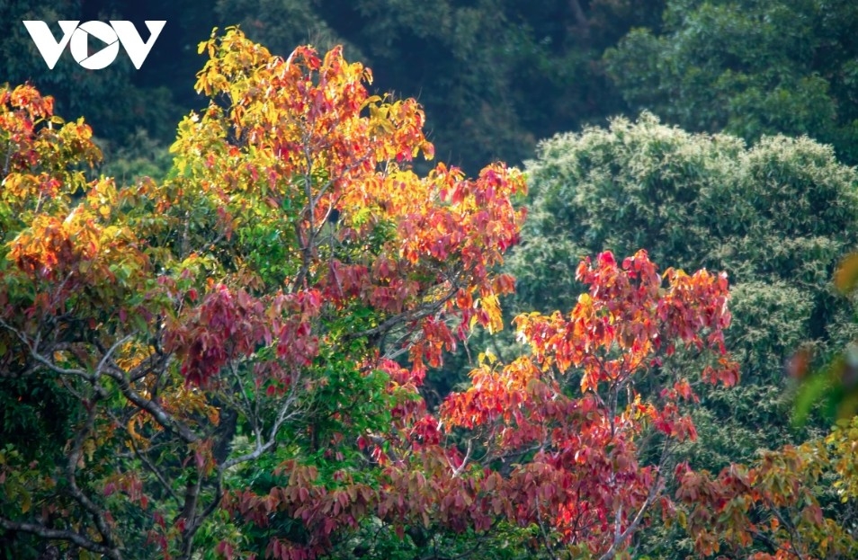  The winding road to the peninsula reveals vibrant chò forests adorned with red foliage and blooming flowers