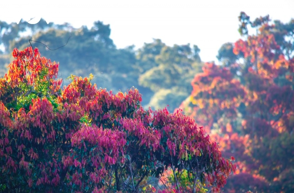 Red foliage adds a vivid hue to Son Tra