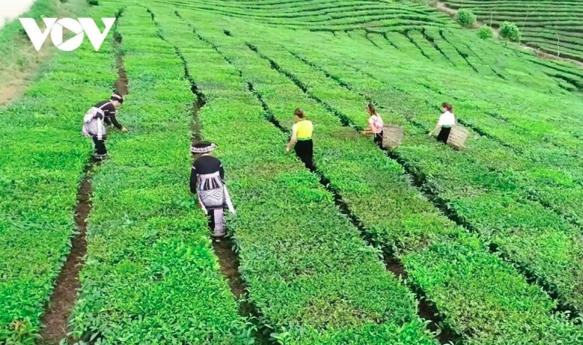 The cool green tea plantations stretch endlessly during the peak tea season