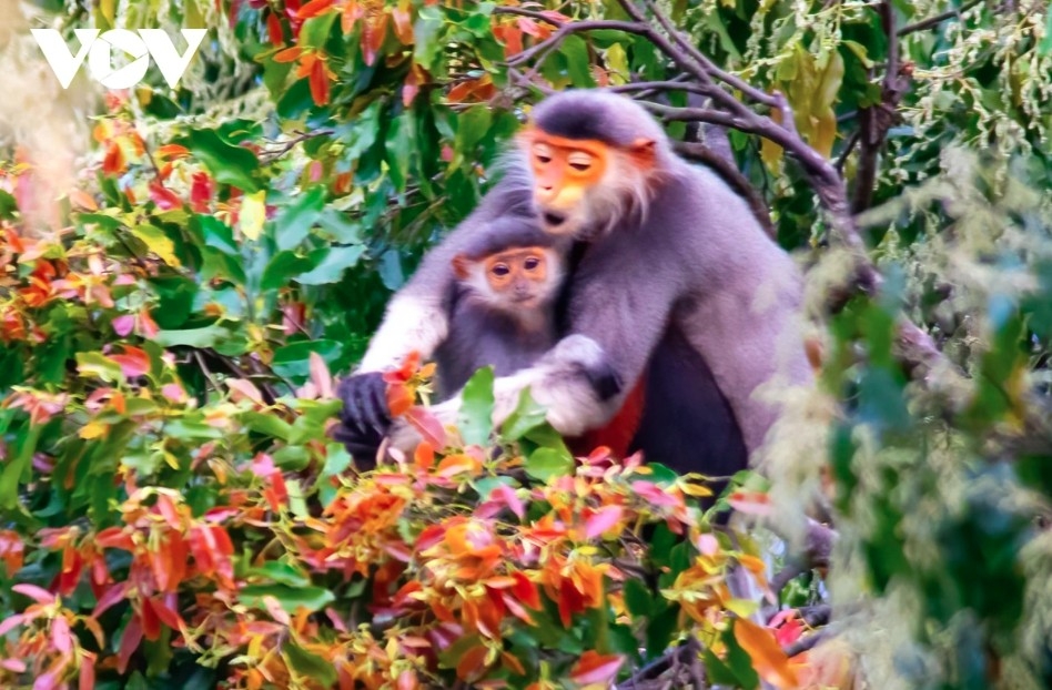    Red-shanked douc langurs on Son Tra Peninsula particularly enjoy eating young Cho leaves and flowers.