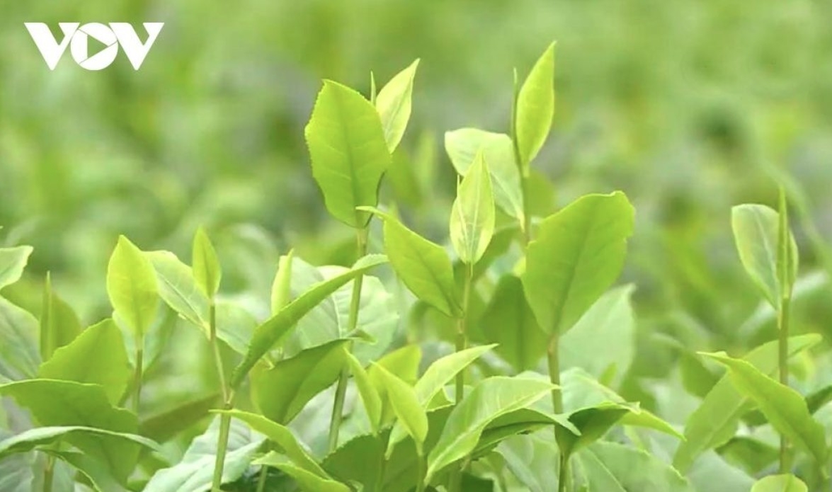 Fresh young tea buds sprout and flourish, bringing a space full of vitality.