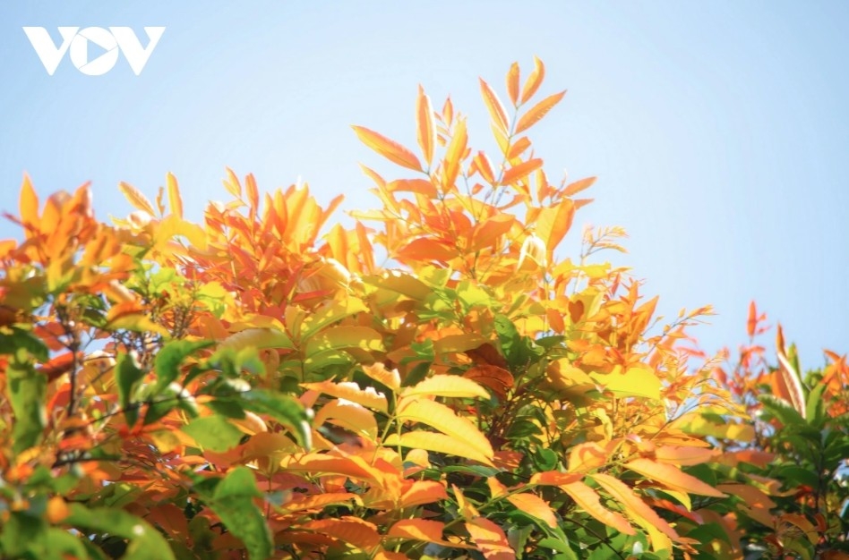 The bright red of tender chò leaves glows under golden sunlight