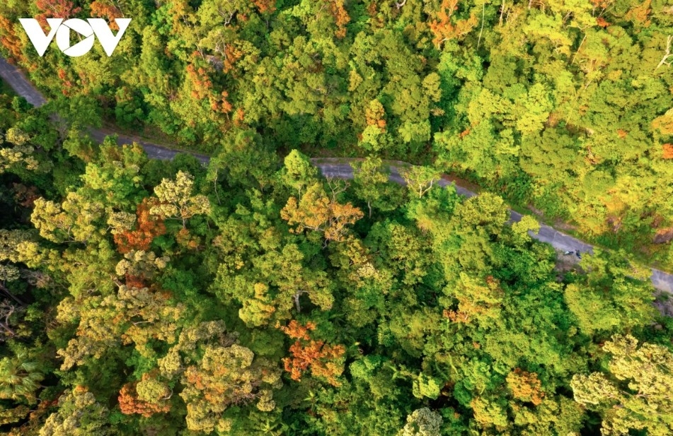 The vibrant colours of the Cho forest create a stunning natural scene.