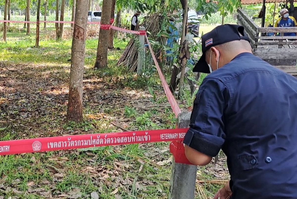  Cơ quan chức năng phong tỏa khu vực giết mổ bò tại tỉnh Mukdahan, được cho là nguồn lây nhiễm bệnh. Ảnh: Bangkok Post