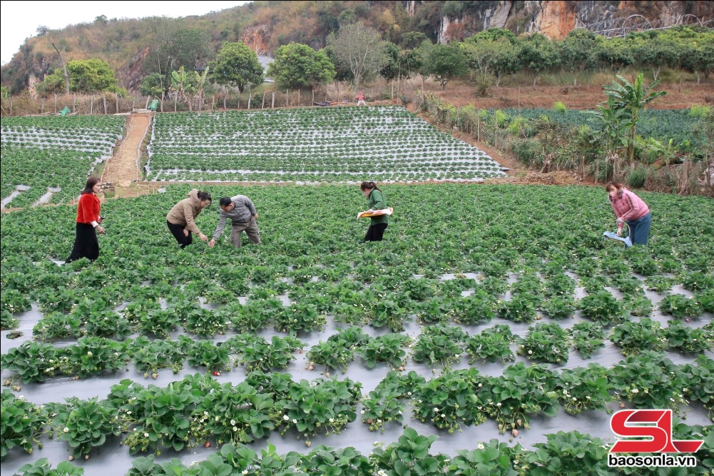 Nông dân phường Mường Sang, thị xã Mộc Châu mở rộng diện tích trồng dâu tây.