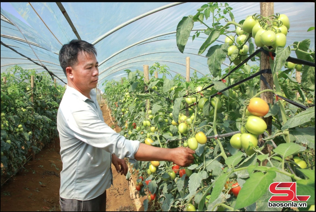 Nông dân phường Đông Sang, thị xã Mộc Châu trồng cà chua trong nhà lưới.