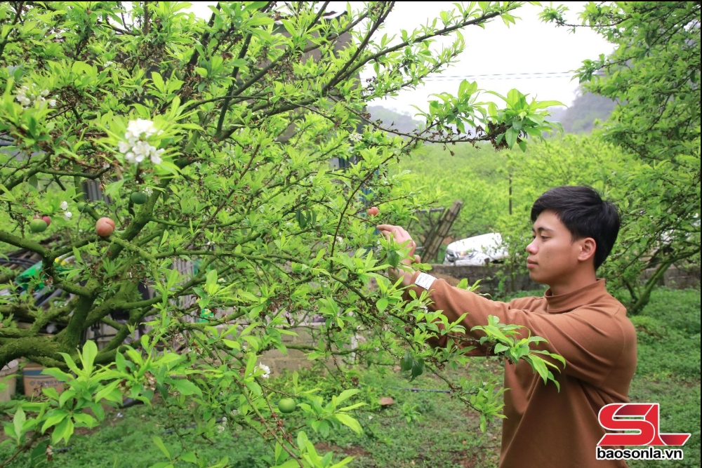 Nông dân phường Cờ Đỏ, thị xã Mộc Châu chăm sóc cây mận ra quả rải vụ.