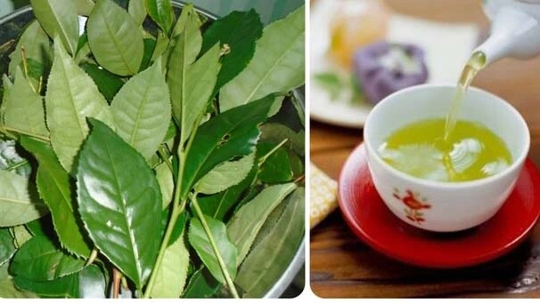 Chè xanh tuy tốt cho sức khoẻ nhưng phải sử dụng đúng cách