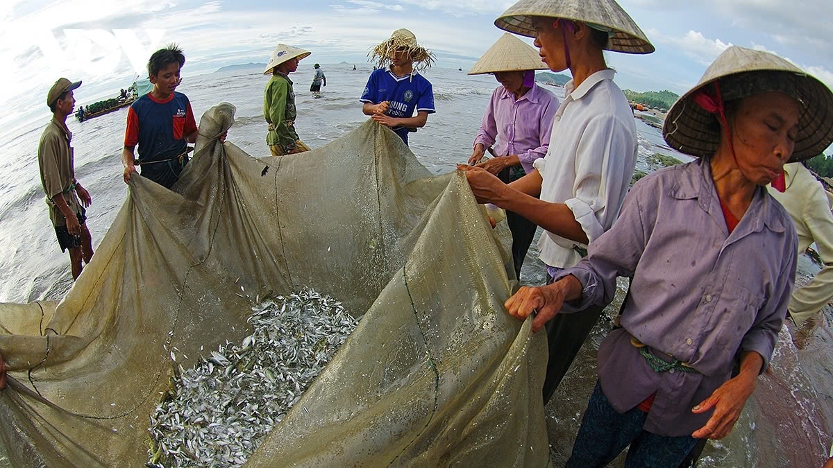 The net is pulled ashore along with the fish.