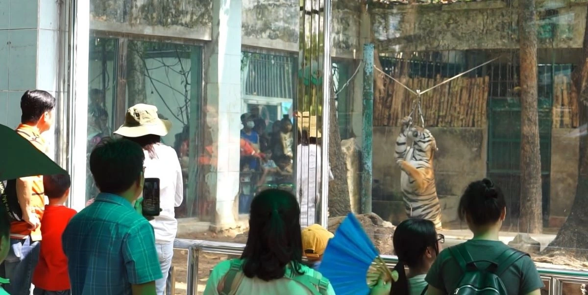 Du khách thích thú xem biểu diễn tập tính "nết ăn" của hổ bengal tại Thảo Cầm Viên Sài Gòn