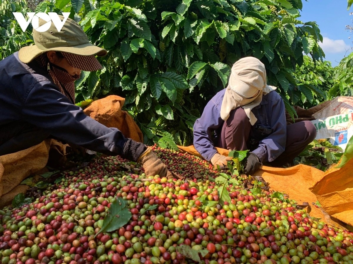 Nguồn vốn tín dụng ưu đãi hỗ trợ nông dân các tỉnh Tây Nguyên an tâm sản xuất