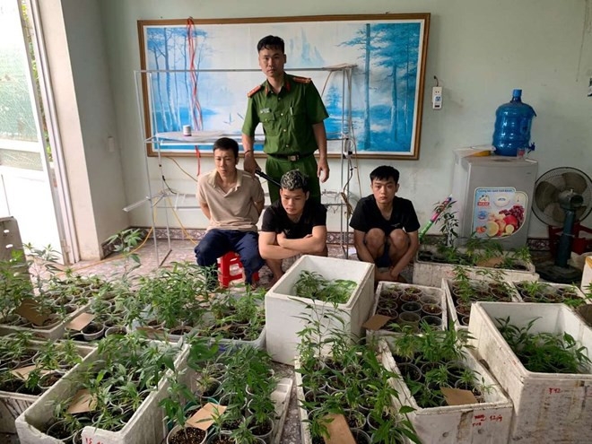 Công an phường Hùng Vương (quận Hồng Bàng) phối hợp với Phòng Cảnh sát điều tra tội phạm về ma túy kiểm tra và phát hiện "vườn" cần sa với số lượng lên đến 317 cây.