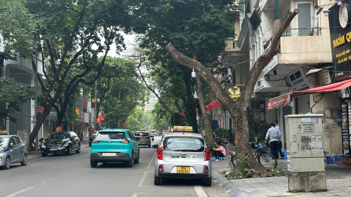 Cây long não trước cửa số nhà 30 Thi Sách.