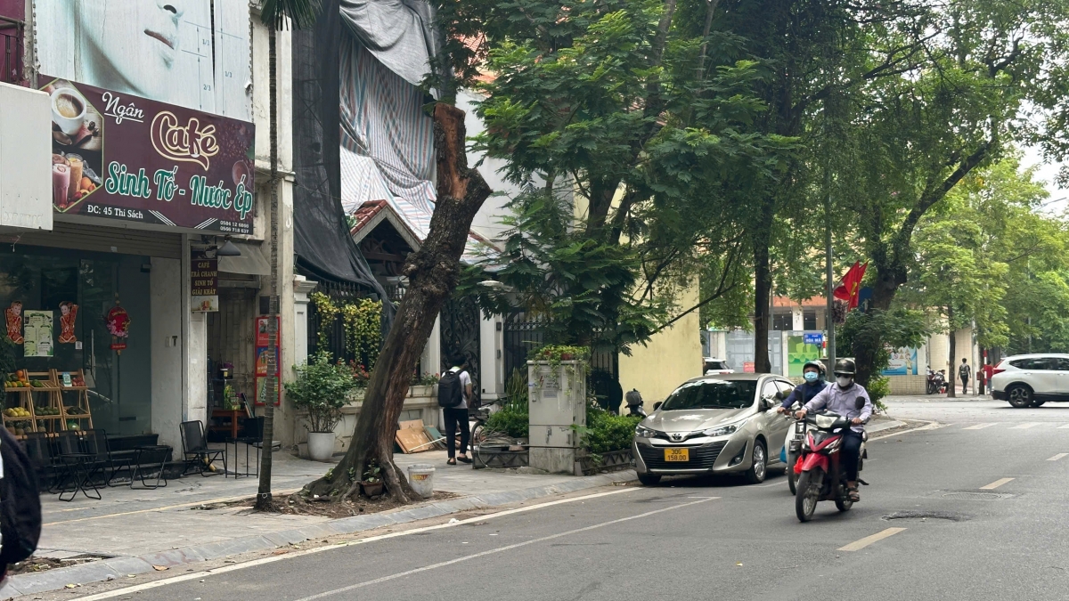 Phần lớn các cây xanh khô chết có vị trí đối diện ảnh hưởng đến các nhà có cửa hàng kinh doanh.
