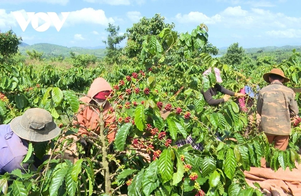 Nông dân tỉnh Gia Lai thu hoạch cà phê, cây trồng chủ lực của các hộ gia đình