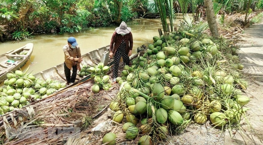 Ben Tre coconuts