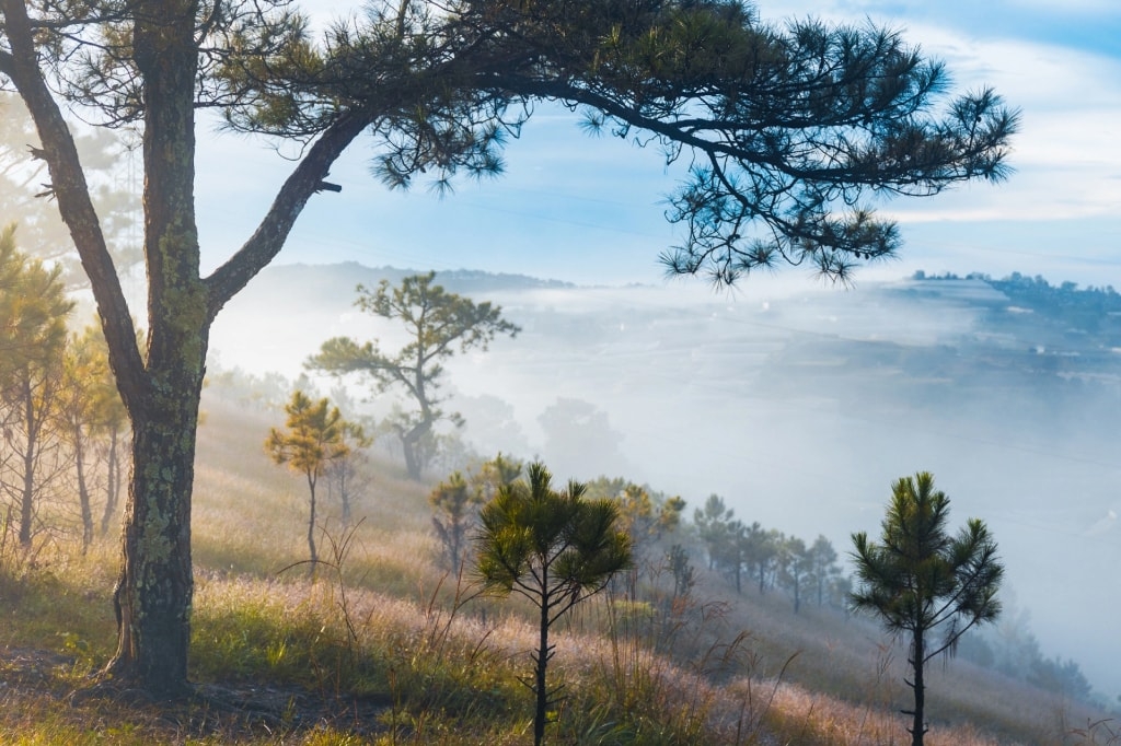 The Central Highlands city of Da Lat (Photo: Internet)
