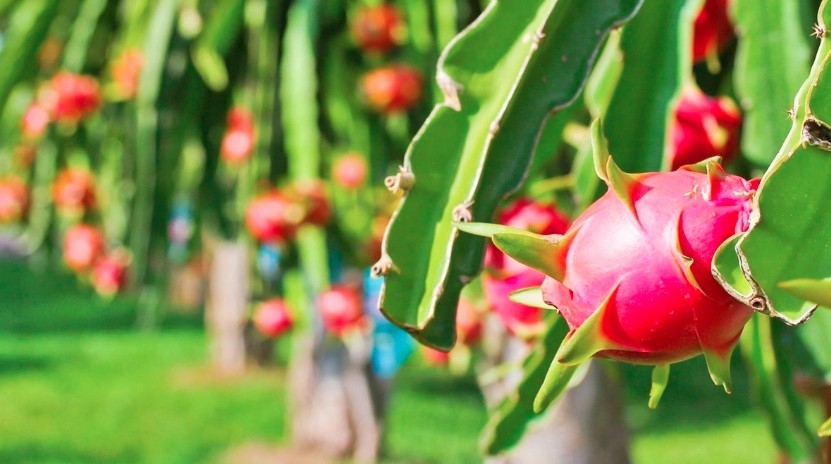 Phan Thiet dragon fruit