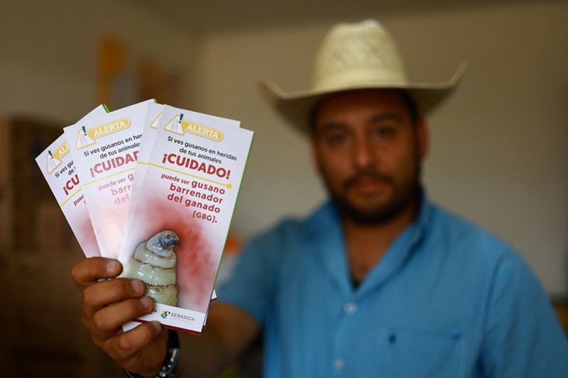 Giòi xoắn New World đã được phát hiện ở các trang trại ở phía Nam Mexico. Ảnh Reuters